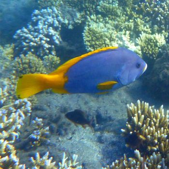 Epinephelus flavocaeruleus M - Blue And Yellow Grouper