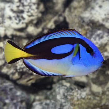 Paracanthurus hepatus M – Blue Tang - Ψάρια Θαλασσινού