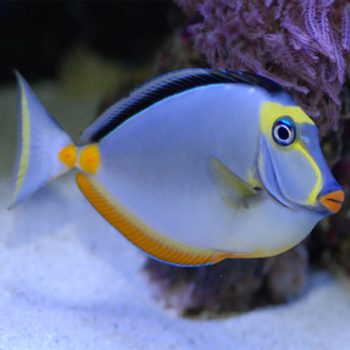 Naso elegans Xl - Elegant Unicornfish