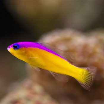 Pictichromis diadema - Diadem Dottyback