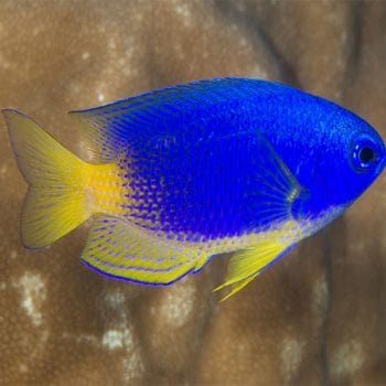 Pomacentrus caeruleus L - Caerulean Damsel