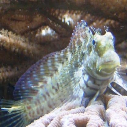 Salarias fasciatus S- Red-Fin, Lawn Mower Blenny