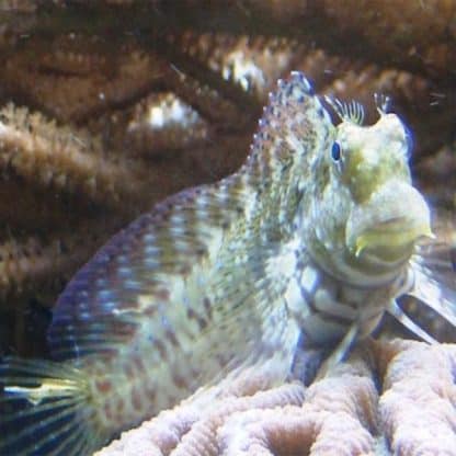 Salarias fasciatus M – Red-Fin, Lawn Mower Blenny - Ψάρια Θαλασσινού