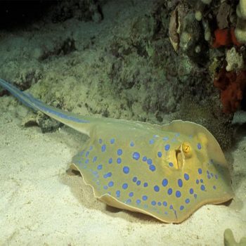 Taeniura lymma - Bluespotted Ribbontail Ray M