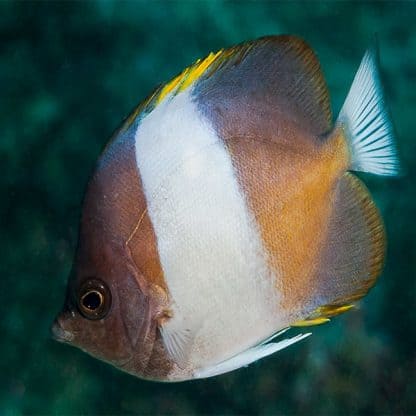 Hemitaurichthys zoster – Black Pyramid Butterflyfish - Ψάρια Θαλασσινού