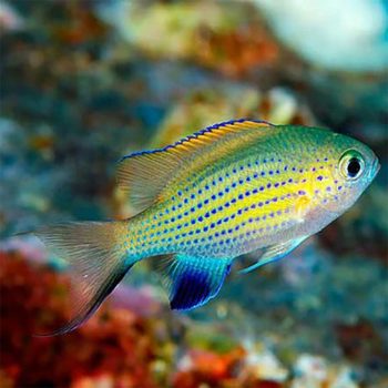 Chromis vanderbilt – Vanderbilt’S Chromis - Ψάρια Θαλασσινού