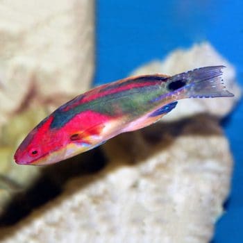 Cirrhilabrus exquisitus M - Exquisite Wrasse