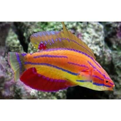 Paracheilinus mccoskeri M - Mccosker'S Flasher Wrasse