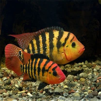 Cichlasoma festae – Red Terror 2.5-3cm - Ψάρια Γλυκού