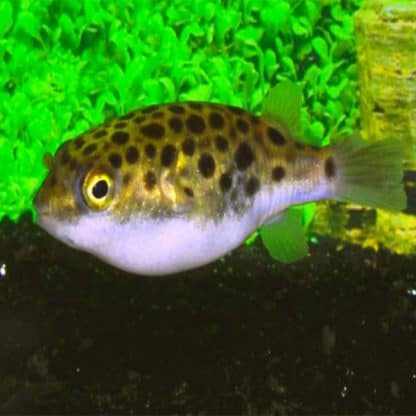Dichotomyctere nigroviridis – Green Spotted Puffer M - Ψάρια Γλυκού