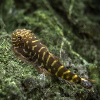 Gastromyzon viriosus – Yellow Finned Hillstream Loach - Ψάρια Γλυκού