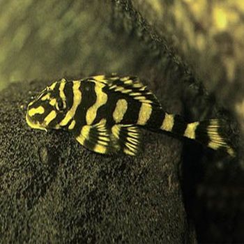 Dekeyseria brachyura - Butterfly Pleco L168 S/M