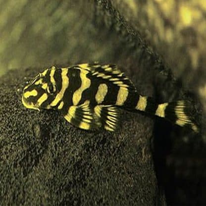 Dekeyseria brachyura - Butterfly Pleco L168 m