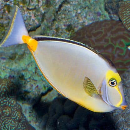 Naso lituratus - Pacific Orange Spine Unicornfish S