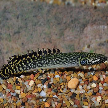 Polypterus ornatipinnis _ Orante Bichir
