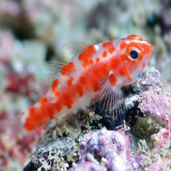 Trimma rubromaculatum - Red Spotted Pygmygoby