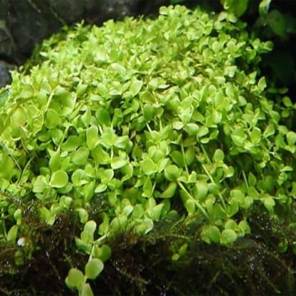 Tropica Micranthemum Tweediei ‘Monte Carlo’ Potted - Φυτά για Ενυδρεία