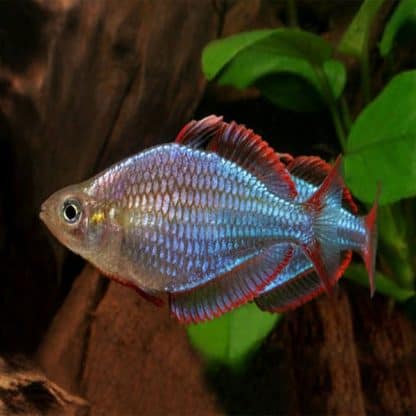 Melanotaenia praecox – Neon Dwarf Rainbowfish 3-3.5cm - Ψάρια Γλυκού