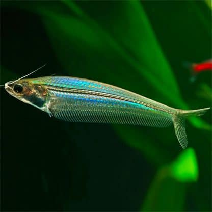 Kryptopterus bicirrhis – Glass Catfish 5cm - Ψάρια Γλυκού