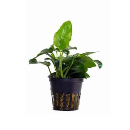 Aquaflora Anubias Barteri Var. Nana – Pe - Φυτά για Ενυδρεία