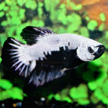 Betta splendens -Betta Black Samurai Male 4-5 cm - Ψάρια Γλυκού