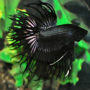 Betta splendens - Siamese Fighting Fish Crown Tail Male Black XL