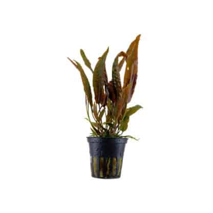 Tropica Cryptocoryne Usteriana Potted - Sales