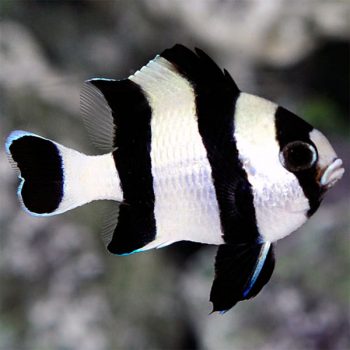 Dascyllus melanurus - Four Stripe Damselfish
