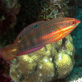 Halichoeres biocellatus – Red Lined Wrasse - Ψάρια Θαλασσινού