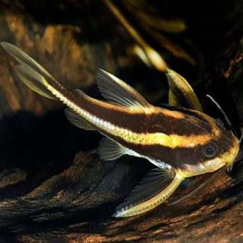 Platydoras costatus - Chocolate Doradid