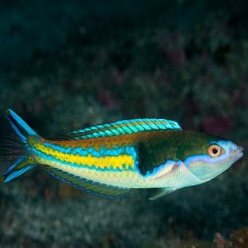 Pseudojuloides severnsi Male - Severns' Wrasse