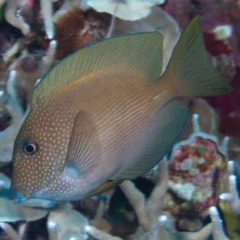 Ctenochaetus striatus – Striated Surgeonfish M - Ψάρια Θαλασσινού