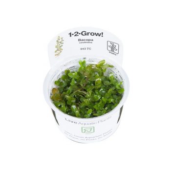 Tropica Bacopa Caroliniana 1-2 Grow! - Φυτά για Ενυδρεία