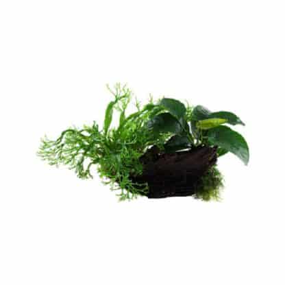 Tropica Microsorum – Anubias ‘Duet’ On Wood – Xl - Φυτά για Ενυδρεία