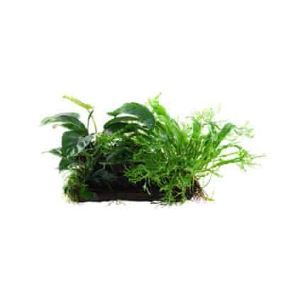 Tropica Microsorum – Anubias ‘Duet’ On Wood – Xl - Φυτά για Ενυδρεία