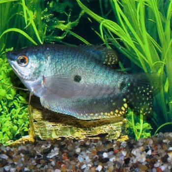 Trichopodus trichopterus - Three Spot Gourami 6cm