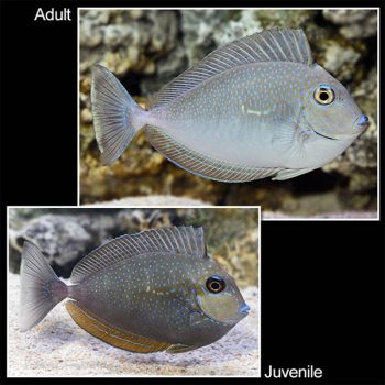 Naso vlamingii (Juv) S – Bignose Unicornfish - Ψάρια Θαλασσινού