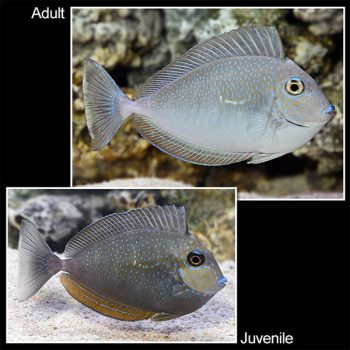 Naso vlamingi (Adult) M – Bignose Unicornfish - Ψάρια Θαλασσινού