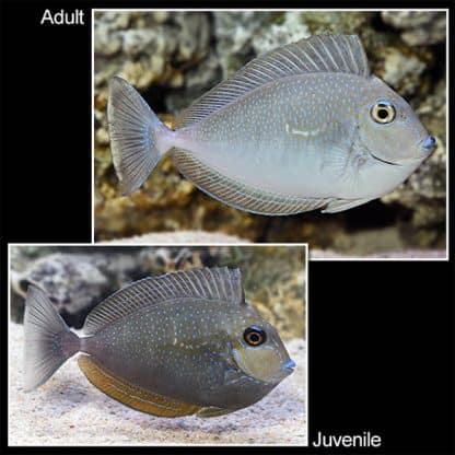 Naso vlamingi (Juv) M – Bignose Unicornfish - Ψάρια Θαλασσινού