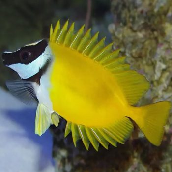 Siganus vulpinus L - Foxface Rabbitfish