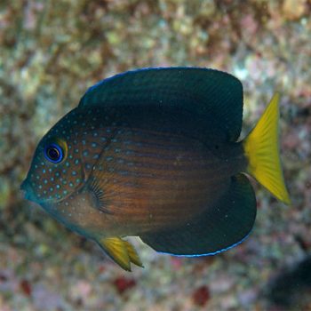 Ctenochaetus binotatus M - Twospot Surgeonfish