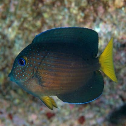 Ctenochaetus binotatus M - Twospot Surgeonfish