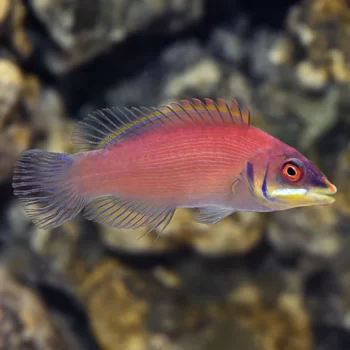 Pseudocheilinus evanidus – Striated Wrasse - Ψάρια Θαλασσινού