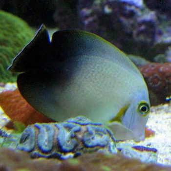 Acanthurus chronixis - Mimic Half Black Tang