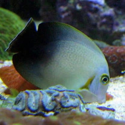 Acanthurus chronixis - Mimic Half Black Tang
