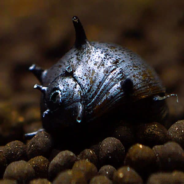 Black horn snail aquario.gr Το καλύτερο ενυδρειακό κατάστημα