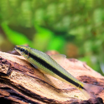 Crossocheilus oblongus – Siamese Algae Eater 6-7cm - Ψάρια Γλυκού