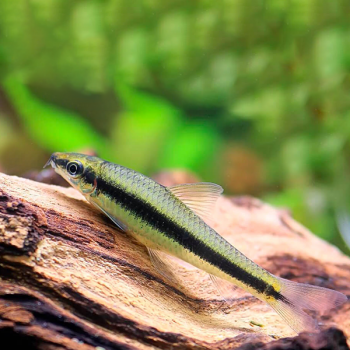 Corydoras aeneus  – Albino Cory 2.5 cm - Ψάρια Γλυκού