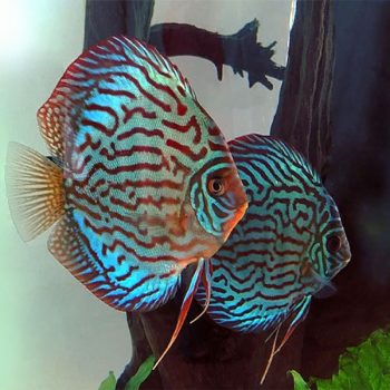 Symphysodon discus - Turquoise Blue 10cm