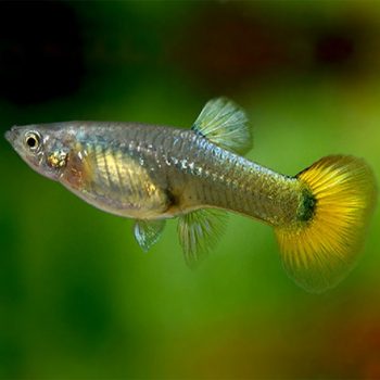 Poecilia reticulata - German Yellow Female